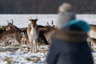Rear view of woman looking at deer herd on field during winter