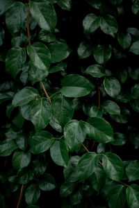 High angle view of leaves in water