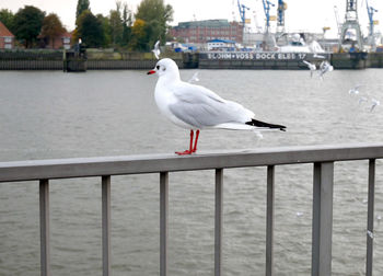 Seagull perching on railing