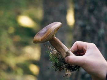 Cropped hand holding edible mushroom