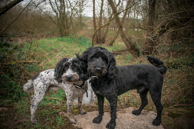 Dogs standing in a forest