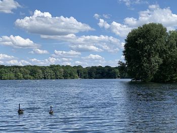 View of ducks swimming in lake