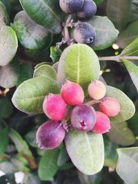 Close-up of fruits growing on plant