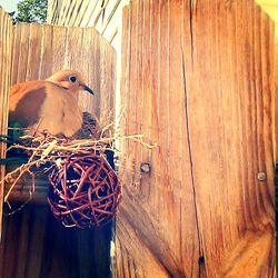 Close-up of wooden wall
