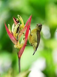 Close-up of bird perching on flower