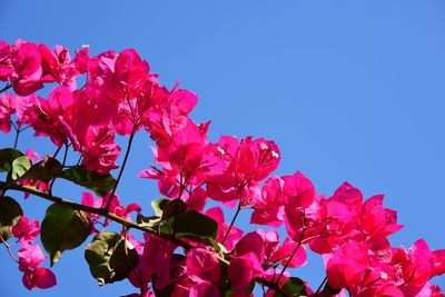 Close-up of pink cherry blossoms against clear blue sky