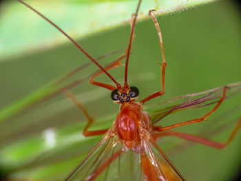 Close-up of insect on plant