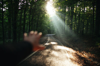 Sunlight falling on person in forest