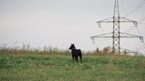 Low angle view of horse standing on field