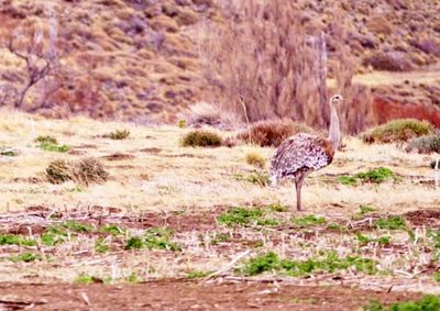 Bird on land in desert