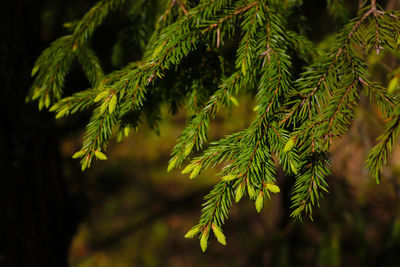 Close-up of pine tree branch