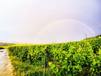 Scenic view of rural landscape