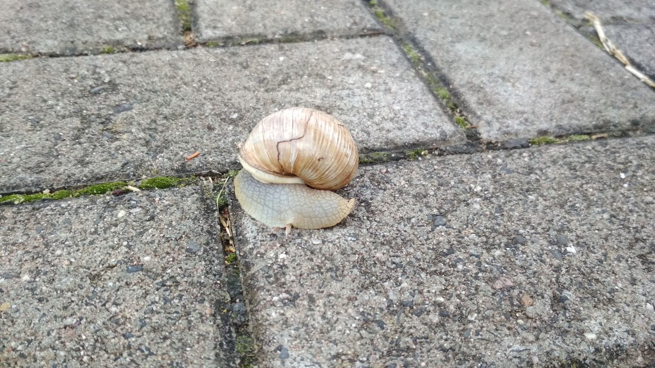 HIGH ANGLE VIEW OF SNAIL