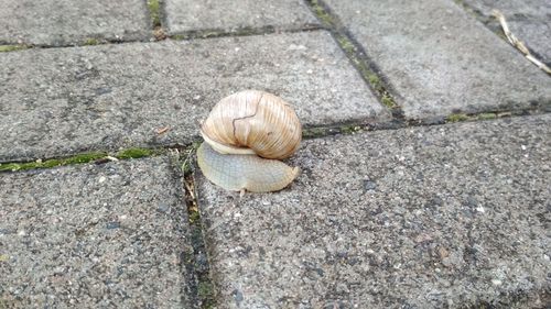 High angle view of snail on footpath