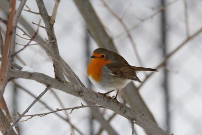 Close-up of robin perching on branch during winter