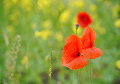 Close-up of red flowering plant on field