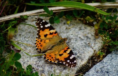 High angle view of butterfly on leaf