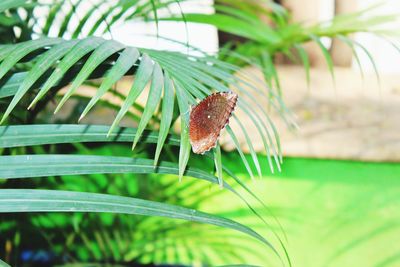 Close-up of insect on leaf