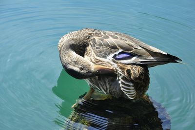 Close-up of mallard duck in lake