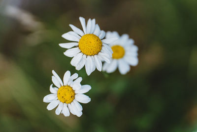 Close-up of white daisy flower