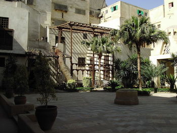 Potted plants on footpath outside building