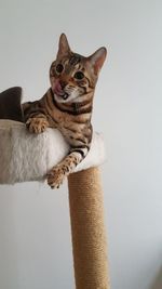 Close-up of cat sitting on floor