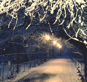 Frozen bare tree during winter