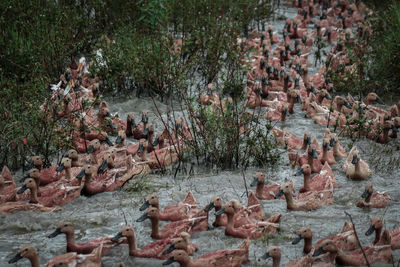 View of birds on land
