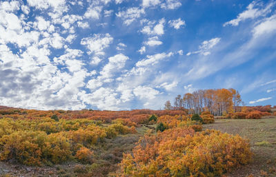 Trees on field against sky during autumn