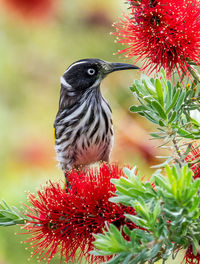 Close-up of a bird perching on flower