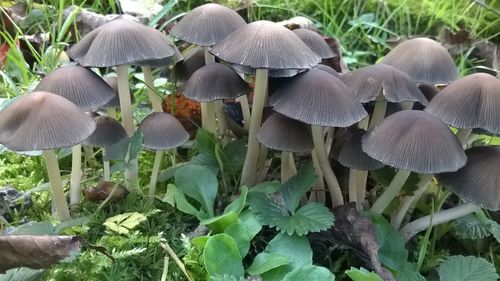 Close-up of mushrooms