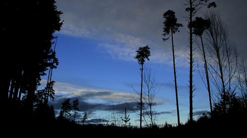 Low angle view of silhouette trees against sky at dusk