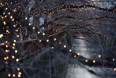 Illuminated christmas tree in city at night