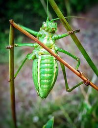 Close-up of insect on plant