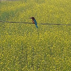 Bird perching on yellow flower