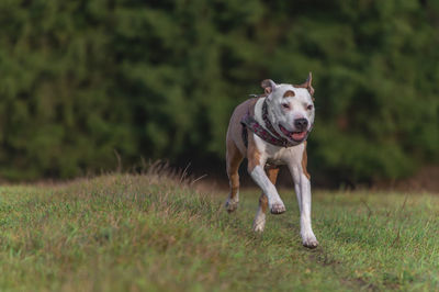 Dogs running on grassy field