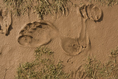 High angle view of footprints on sand at beach