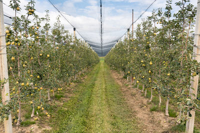 Empty road amidst plants