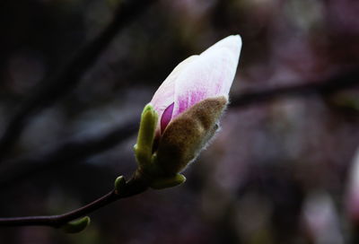 Close-up of flower against blurred background