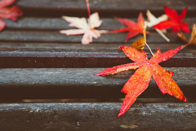 Close-up of autumn leaves on table