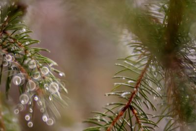 Close-up of raindrops on pine tree