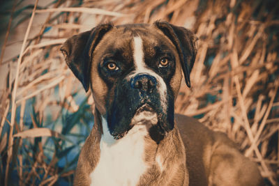 Close-up portrait of dog