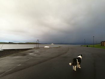 Dog on beach against sky