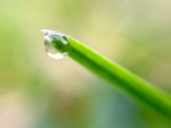 Close-up of water drop on leaf