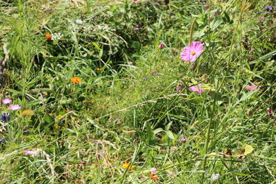 Flowers blooming on grassy field during sunny day