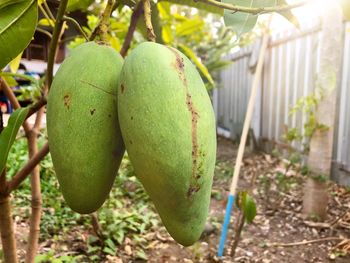 Close-up of fruits hanging on tree