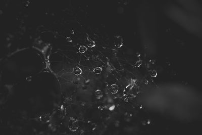 Close-up of water drops on spider web