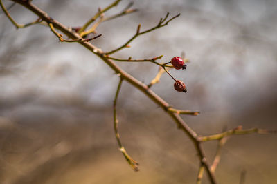 Close-up of plant