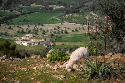 Scenic view of farm