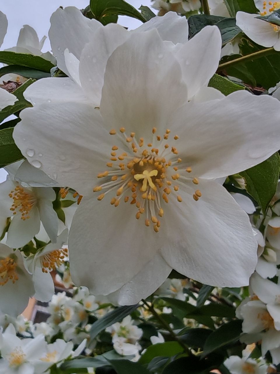 flower, flowering plant, plant, freshness, beauty in nature, fragility, petal, growth, flower head, close-up, blossom, pollen, white, inflorescence, nature, springtime, stamen, botany, no people, leaf, burnet rose, plant part, outdoors, day, tree